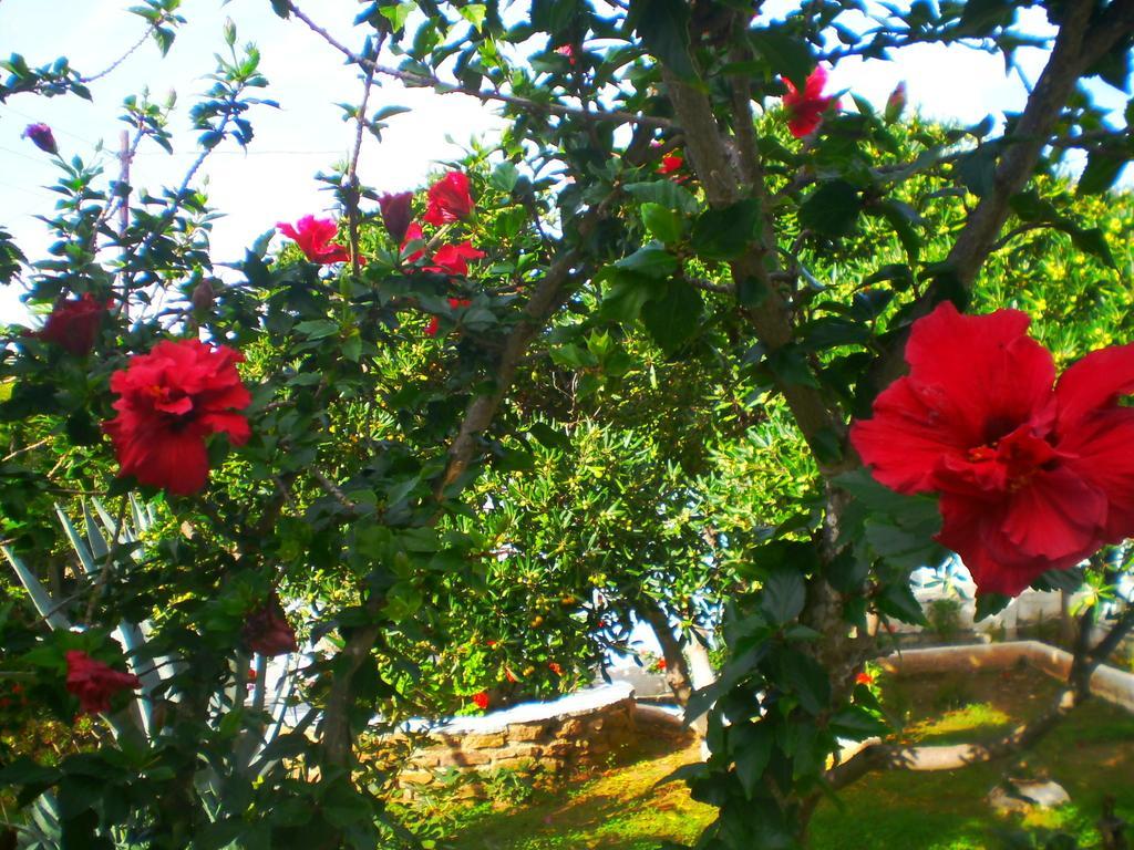 Paros Rita Studios Пісо-Ліваді Номер фото